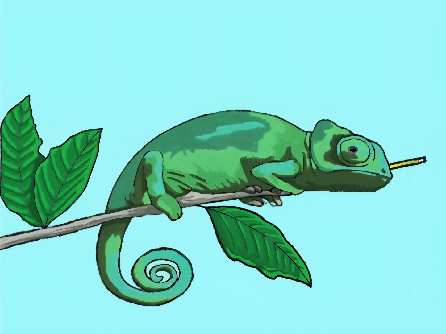 Panther and Veiled Chameleons